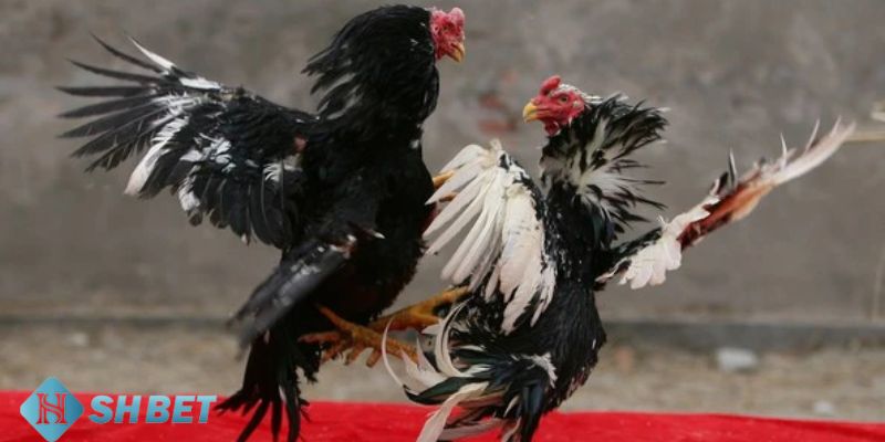 Bí quyết chọn gà đá khi còn nhỏ