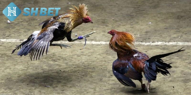 Giới thiệu sảnh đá gà uy tín và chất lượng