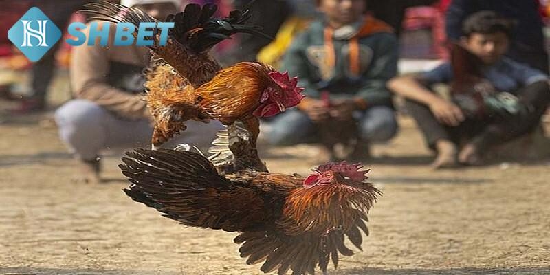 Ưu điểm khác của sảnh cược đấu gà