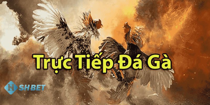 Những quy tắc quan trọng khi tham gia cược đá gà online uy tín
