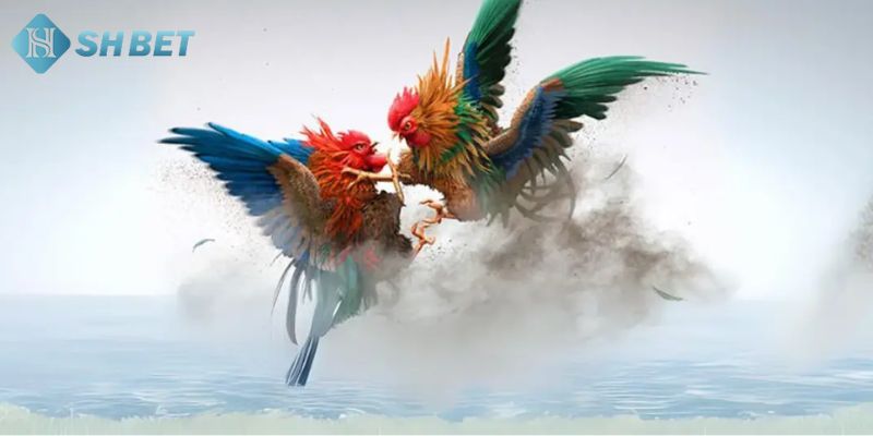 Kinh nghiệm tham gia đá gà online uy tín