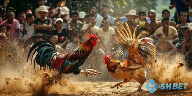 xem đá gà hay nhất