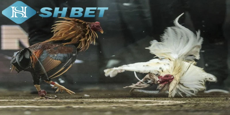 Bí quyết chơi đá gà trực tiếp tại SHBET hiệu quả