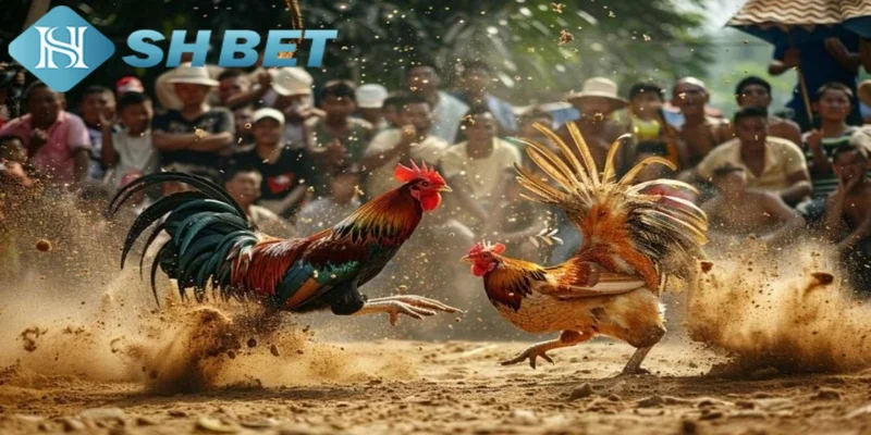 Giới thiệu về đá gà trực tiếp tại SHBET