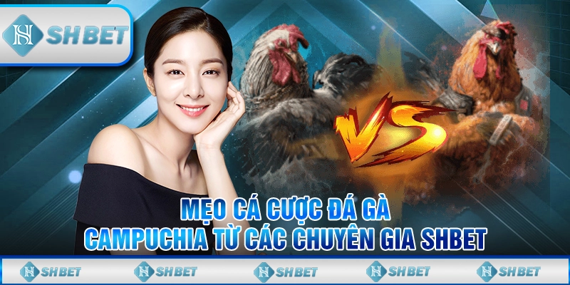 Mẹo Cá Cược Đá Gà Campuchia Từ Các Chuyên Gia SHBET