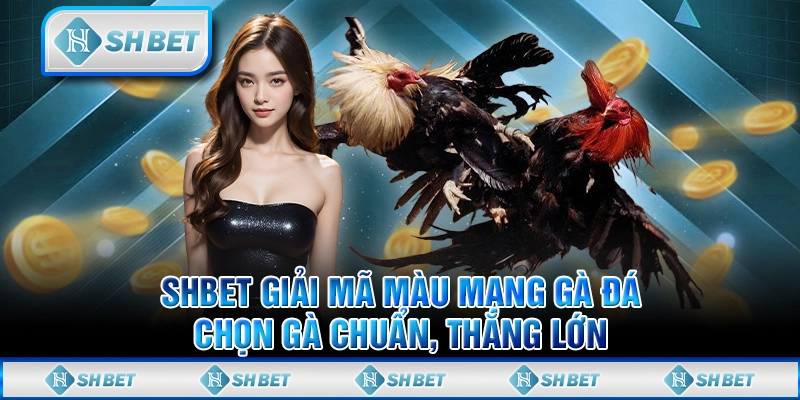 SHBET Giải Mã Màu Mạng Gà Đá - Chọn Gà Chuẩn, Thắng Lớn