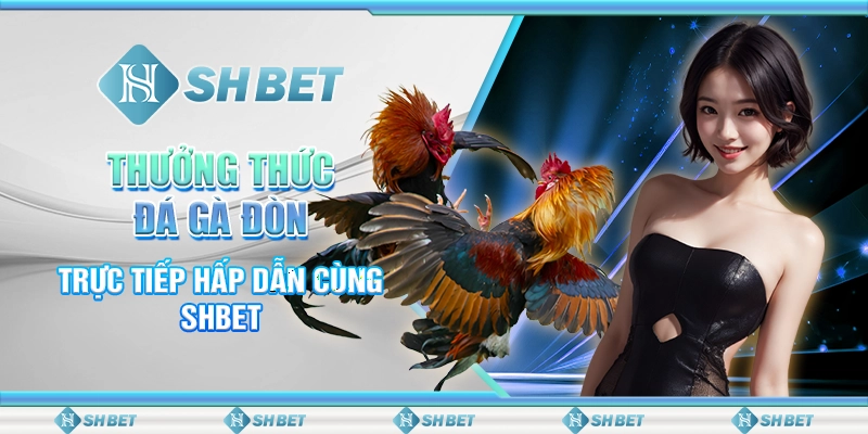 Thưởng thức đá gà đòn trực tiếp hấp dẫn cùng SHBET