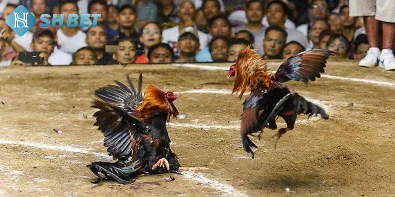 Bí quyết để chiến thắng khi tham gia đá gà đòn trực tiếp