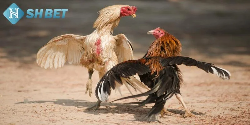 Các yếu tố ảnh hưởng tới kèo tài xỉu