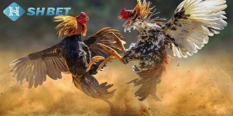 Cách chọn gà theo màu mạng gà đá chuẩn xác