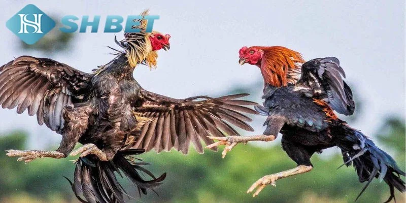 Đá gà cựa sắt là gì