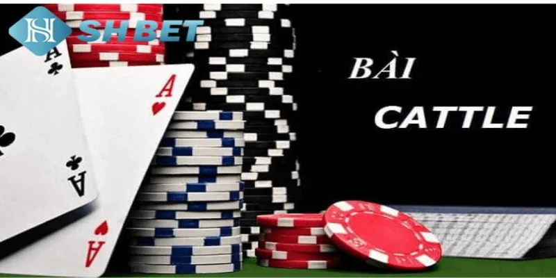 Giới thiệu về bài Catte SHBET