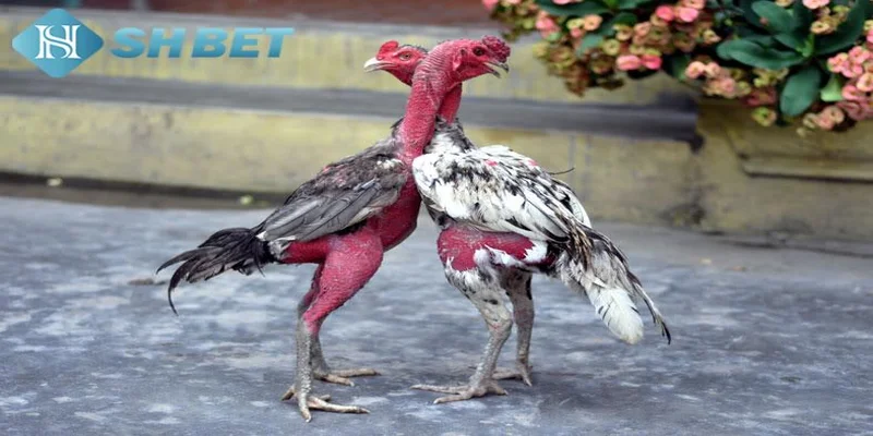 Hướng dẫn tham gia đá gà đòn trực tiếp tại SHBET