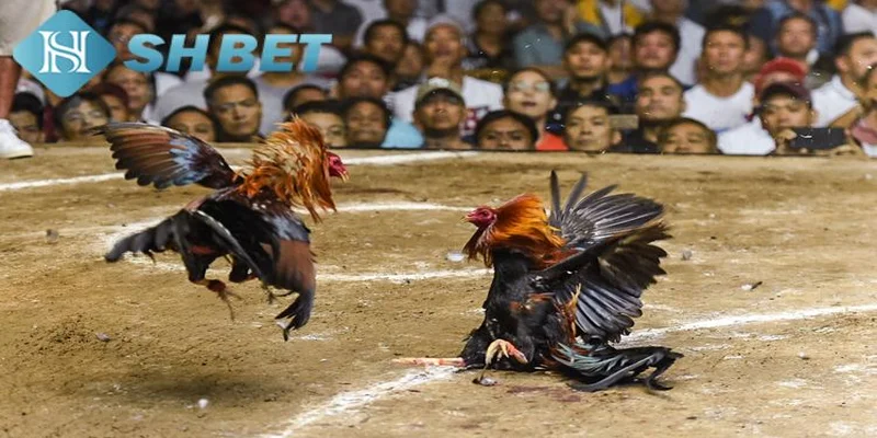 Lý do chọn SHBET để chơi đá gà cựa sắt