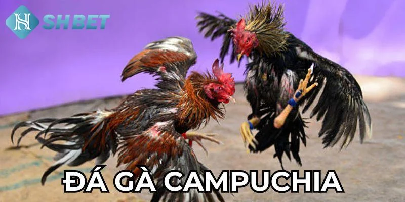 Tổng quan về đá gà Campuchia