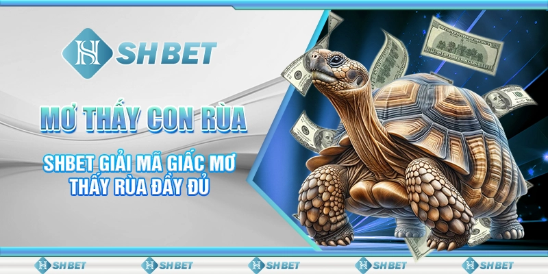 Mơ Thấy Con Rùa - SHBET Giải Mã Giấc Mơ Thấy Rùa Đầy Đủ