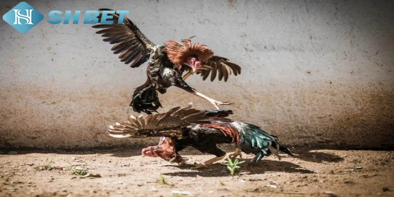 Ưu điểm nổi trội chỉ đá gà miền Tây mới có