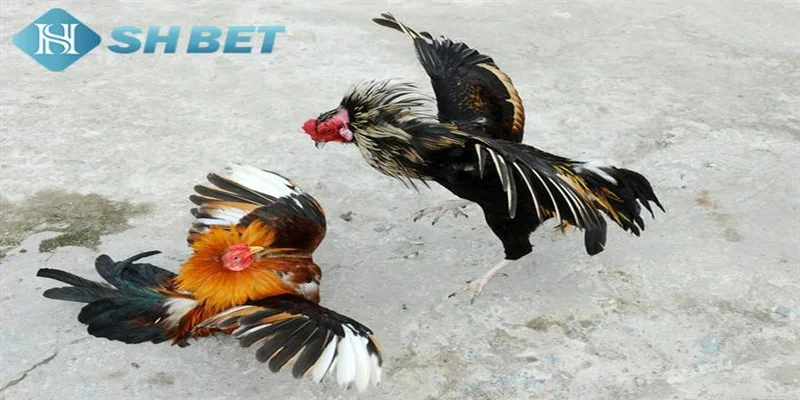 Giải đấu đá gà miền Tây quy mô hoành tráng