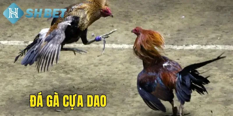 Trải nghiệm độc đáo với đá gà online cựa dao
