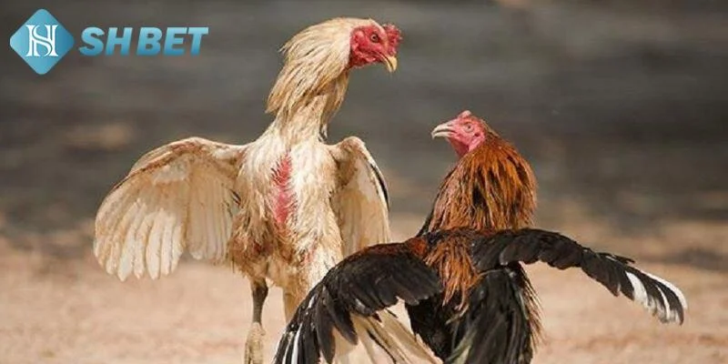 Kinh nghiệm chơi đá gà online cựa dao hiệu quả