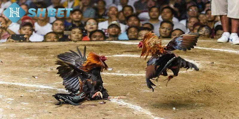 Giới thiệu về trò chơi đá gà trên mạng