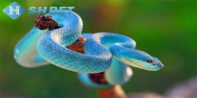 Ý nghĩa phổ biến của giấc mơ thấy rắn