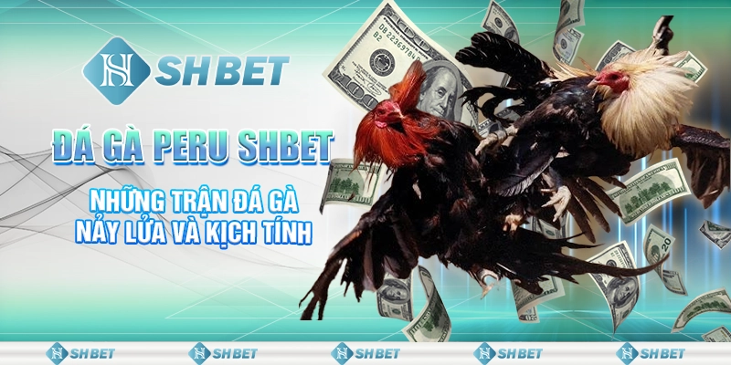 Đá Gà Peru SHBET - Những Trận Đá Gà Nảy Lửa Và Kịch Tính