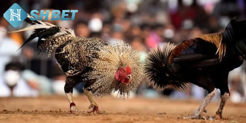 Những điểm nổi bật của đá gà Peru