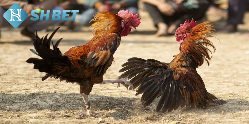 Giới thiệu về đá gà Peru SHBET